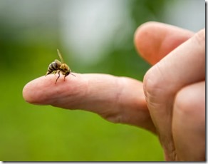 Picadura de abejas verano - Cl&iacute;nica MEDS