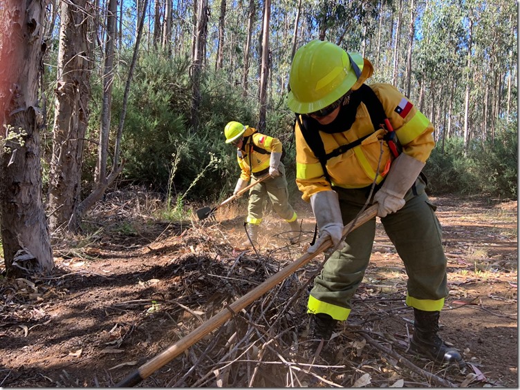 Gore Biobío, Minagri, y sector forestal impulsan plan para recuperar áreas afectadas por incendios Gore Biobío, Minagri, y sector forestal impulsan plan para recuperar áreas afectadas por incendios