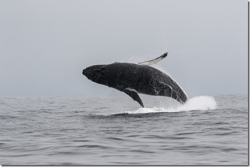 En el D&iacute;a Mundial de las Ballenas, Greenpeace hace un llamado por la protecci&oacute;n de esta especie y se&ntilde;ala los riesgos a los que se enfrentan al navegar por Chile. La salmonicultura y la pesca industrial, las expone a muertes o accidentes por colisiones con buques pesqueros, enmallamientos y desorientaci&oacute;n producto del ruido de motores por el alto tr&aacute;fico de estas embarcaciones. 