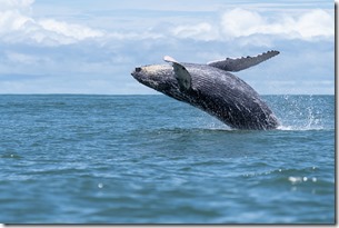 ballena