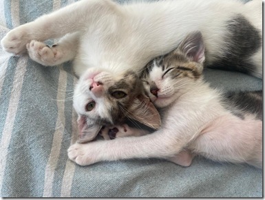 Gatitos