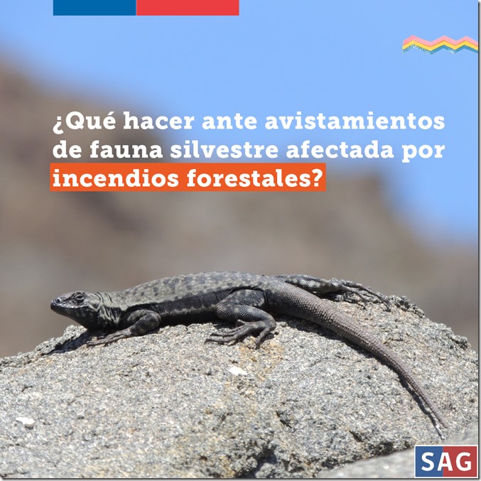 INCENDIOS_INSTAGRAM