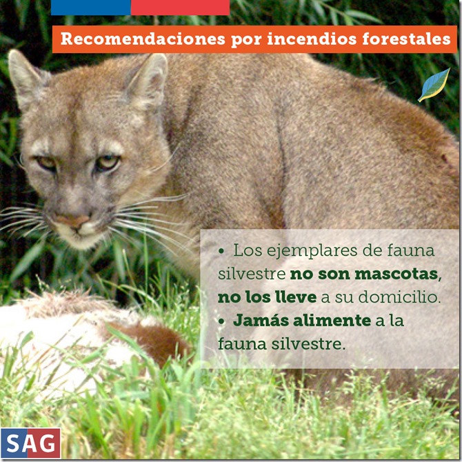 INCENDIOS_INSTAGRAM