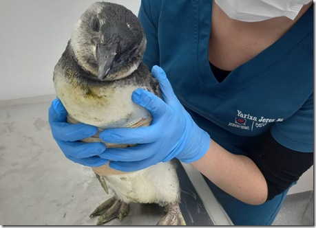 Pingui en HCV