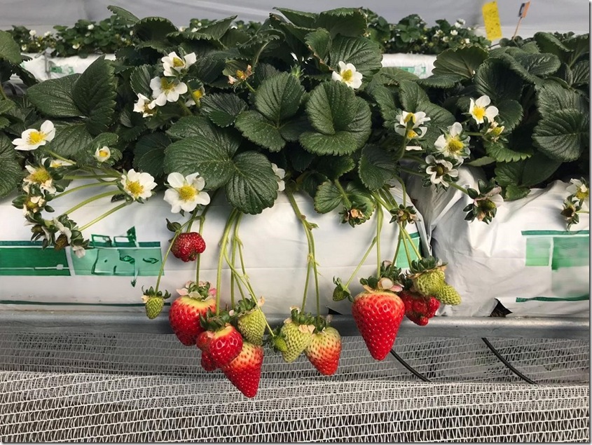Frutillas