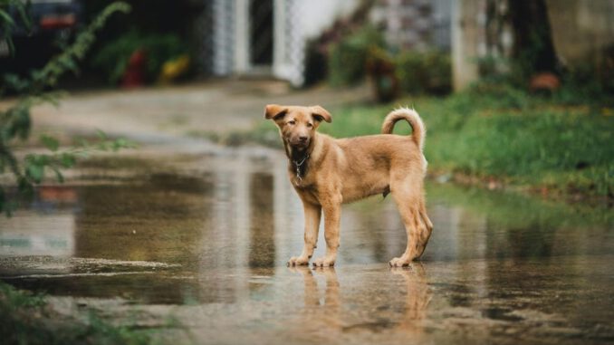 Perro y gato descansando juntos en un hogar durante un día de lluvia y temporal