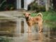Perro y gato descansando juntos en un hogar durante un día de lluvia y temporal