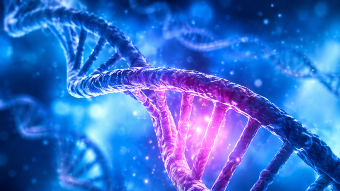 Células cardíacas representando la memoria molecular y la influencia genética en la salud del corazón