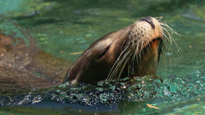 Lobo marino nadando en las aguas del río Andalién en el sector Bellavista de Concepción