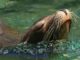Lobo marino nadando en las aguas del río Andalién en el sector Bellavista de Concepción