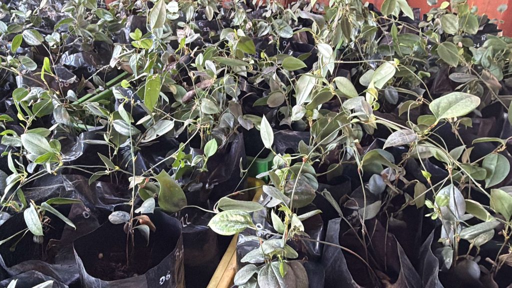 Funcionarios del SAG realizando una inspección técnica en un vivero de copihues en la comuna de Tomé