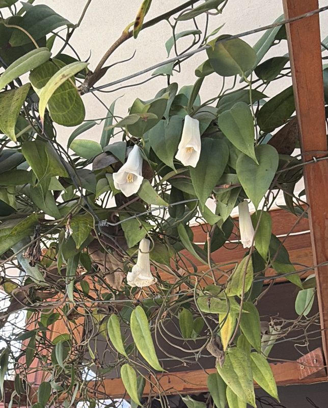Funcionarios del SAG realizando una inspección técnica en un vivero de copihues en la comuna de Tomé