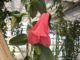Funcionarios del SAG realizando una inspección técnica en un vivero de copihues en la comuna de Tomé