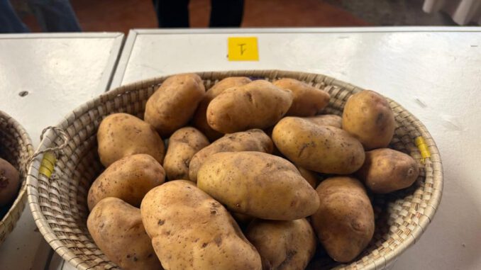 Productores agrícolas participando en charla informativa del SAG sobre nueva normativa de semilla de papa