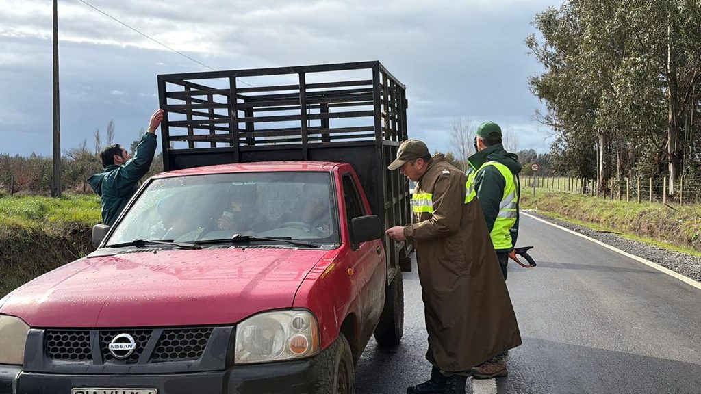 Fiscalización de Carabineros y SAG a camiones de ganado en carretera del Biobío