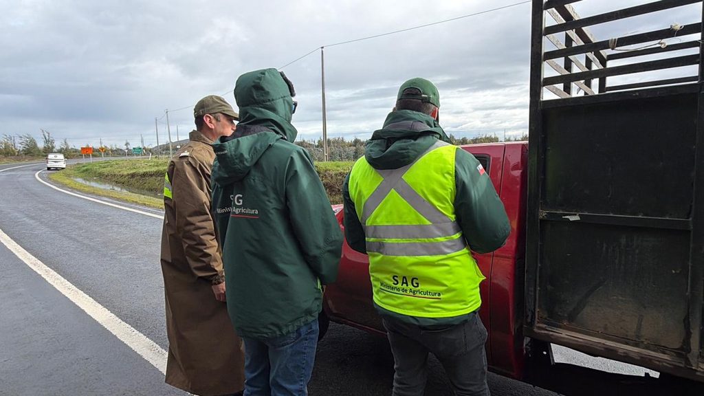Fiscalización de Carabineros y SAG a camiones de ganado en carretera del Biobío