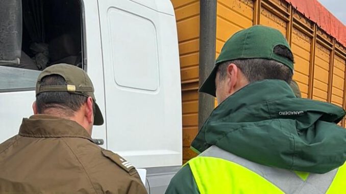 Fiscalización de Carabineros y SAG a camiones de ganado en carretera del Biobío