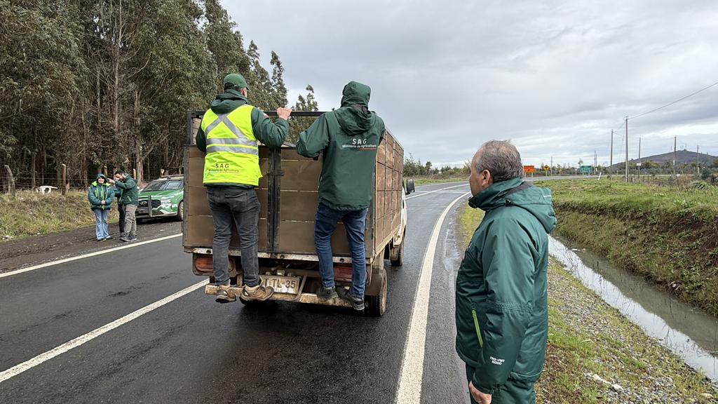 Fiscalización de Carabineros y SAG a camiones de ganado en carretera del Biobío
