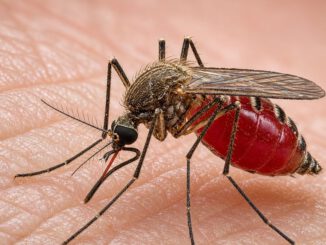 Mosquito Anopheles vector de malaria en un entorno de laboratorio