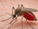 Mosquito Anopheles vector de malaria en un entorno de laboratorio