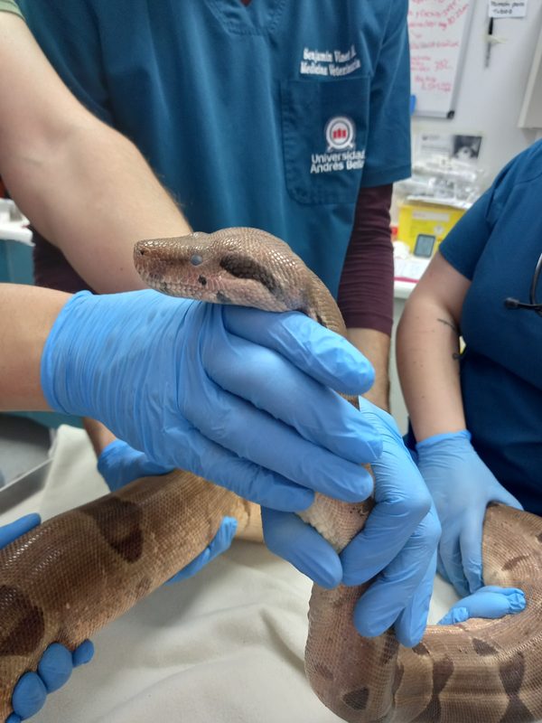 Ejemplares de fauna exotica trasladados por el SAG Biobio a un centro en La Araucania
