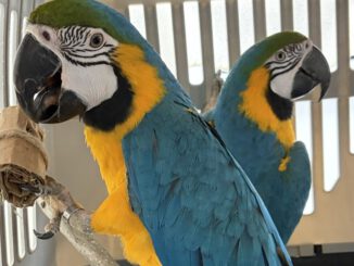Ejemplares de fauna exotica trasladados por el SAG Biobio a un centro en La Araucania