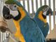 Ejemplares de fauna exotica trasladados por el SAG Biobio a un centro en La Araucania